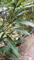 Alpinia zerumbet