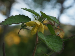 Corchoropsis crenata