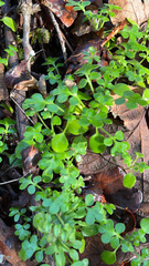 Nemophila parviflora