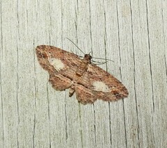 Chloroclystis filata