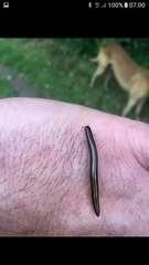 Ommatoiulus sabulosus