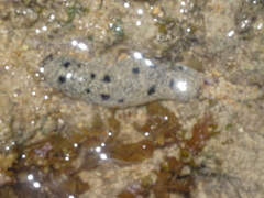 Holothuria atra