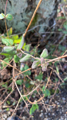 Lonicera hispidula