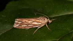 Meyrickella torquesauria