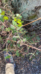 Lonicera hispidula
