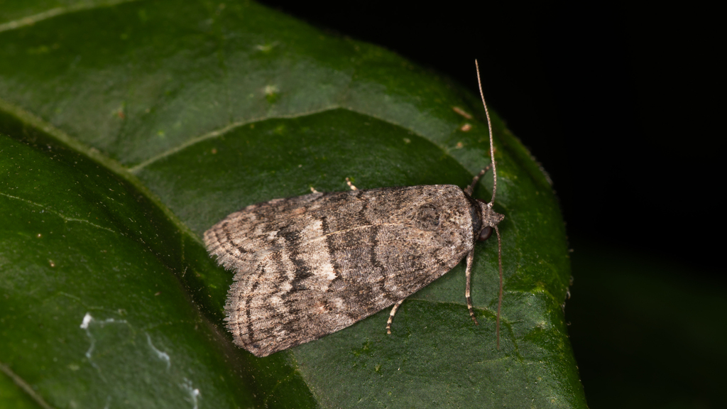 Calathusa stenophylla