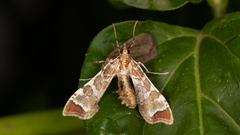 Leucinodes cordalis