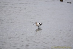 Recurvirostra americana