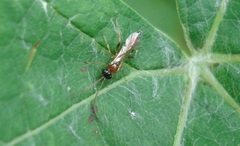Diadromus collaris