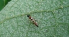 Diadromus collaris