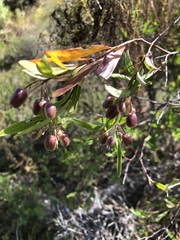 Billardiera cymosa
