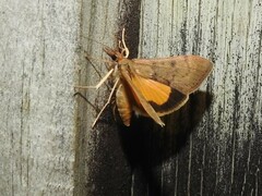 Uresiphita ornithopteralis