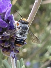 Megachile chrysopyga