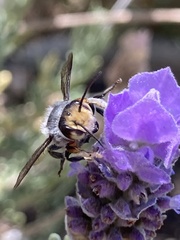 Megachile chrysopyga