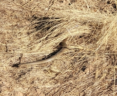 Pseudonaja textilis