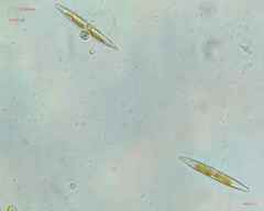 Chytridiomycota