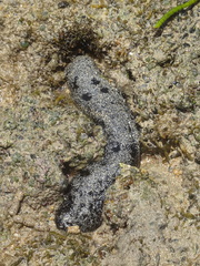 Holothuria atra
