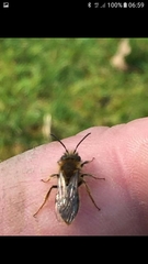 Andrena haemorrhoa