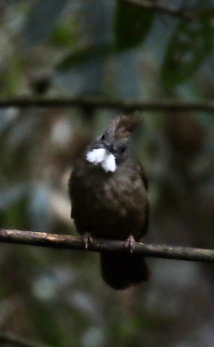 Penan Bulbul (Alophoixus ruficrissus), photo 4