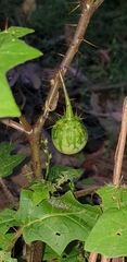 Solanum prinophyllum