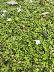 Lobelia angulata
