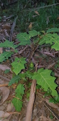 Solanum prinophyllum