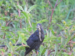 Crotophaga ani