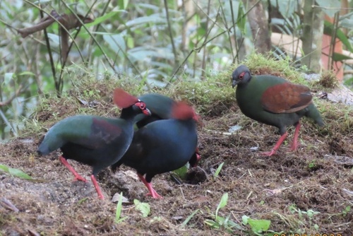 Crested Partridge (Rollulus rouloul), photo 8