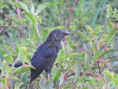 Crotophaga ani