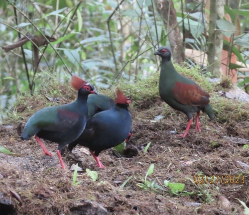 Crested Partridge (Rollulus rouloul), photo 7