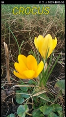 Crocus chrysanthus