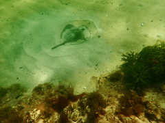 Trygonoptera imitata