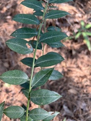 Ilex pubescens