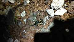 Salamandra salamandra