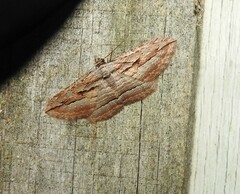 Austrocidaria gobiata