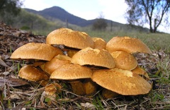 Gymnopilus junonius