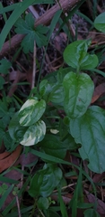 Hackelia latifolia