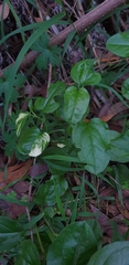 Hackelia latifolia