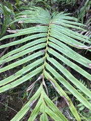 Blechnum orientale