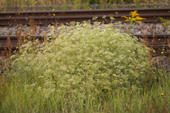 Falcaria vulgaris