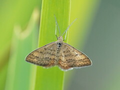 Scopula rubraria