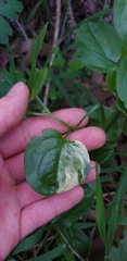 Hackelia latifolia