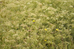 Falcaria vulgaris