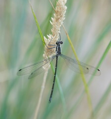 Austroargiolestes icteromelas