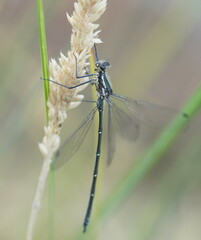 Austroargiolestes icteromelas