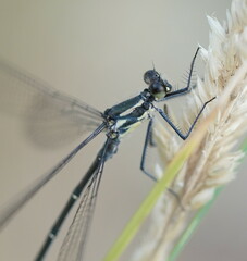 Austroargiolestes icteromelas