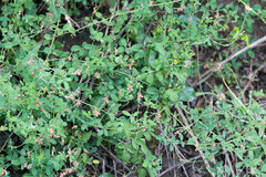 Indigofera subulata