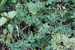Indigofera subulata