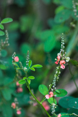 Indigofera subulata