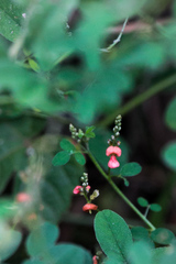 Indigofera subulata
